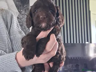 Cockapoo dogs Cockapoo 1 LEFT BOY - Advert 16