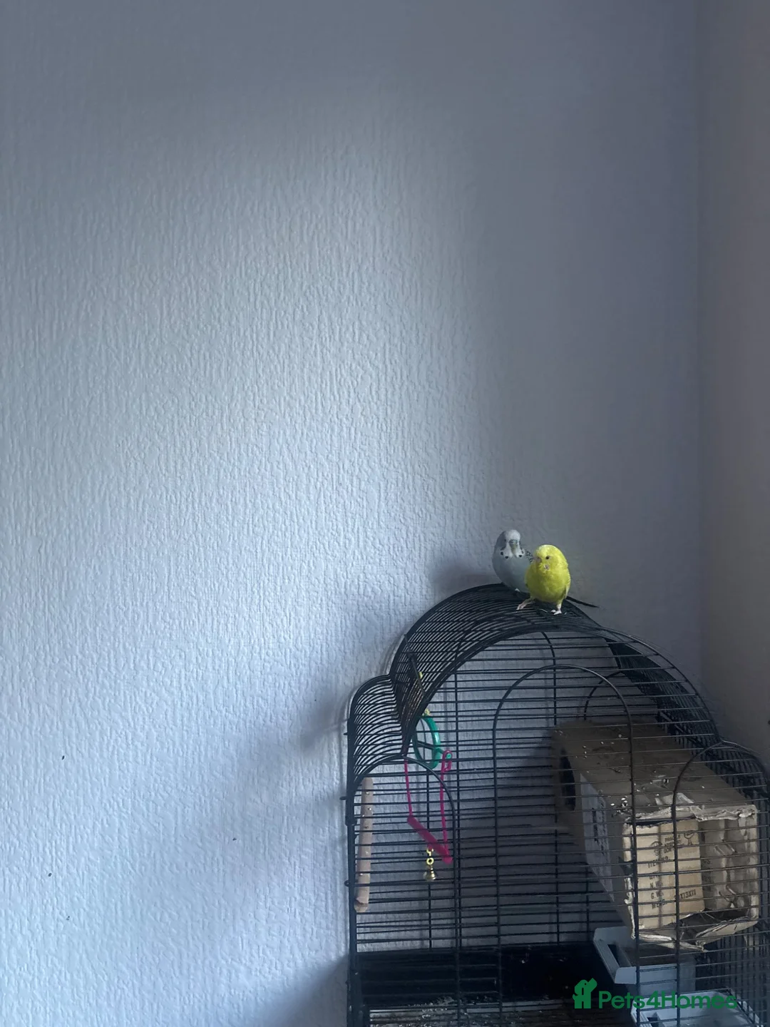 Budgerigars birds for sale: X2 birds with cage  in Isleworth - Advert 2