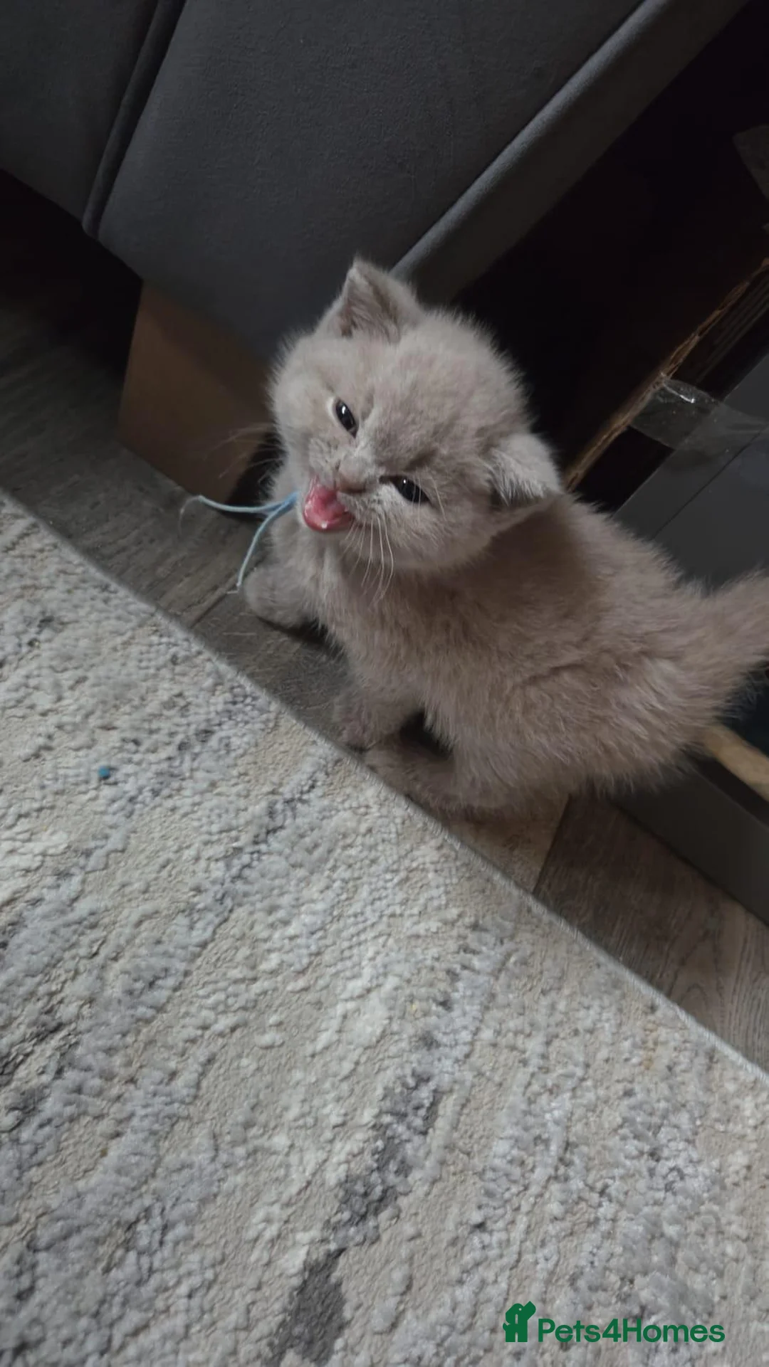 British Shorthair cats for sale: BSH lilac males - Advert 7
