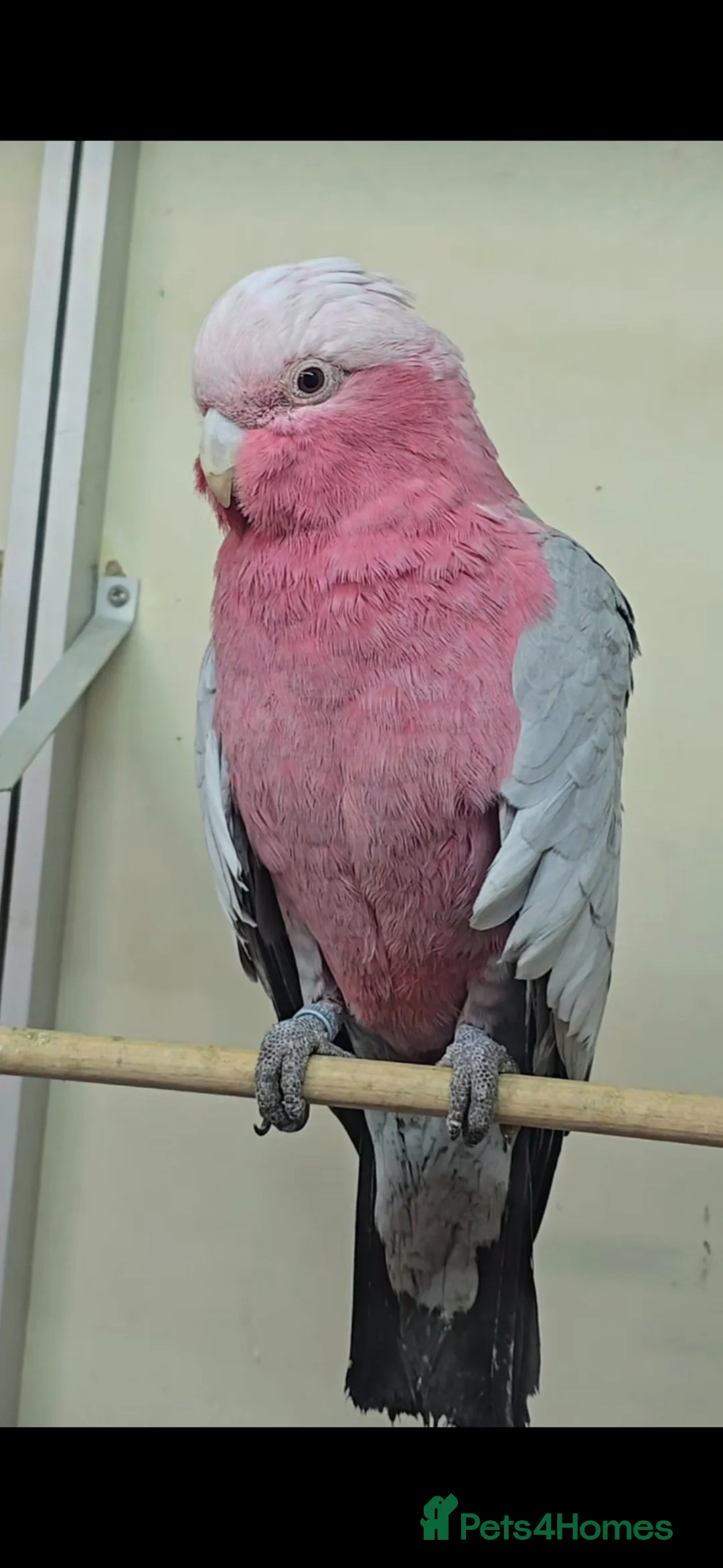 Cockatoo birds for sale: Galah Cockatoo - Female - Advert 3
