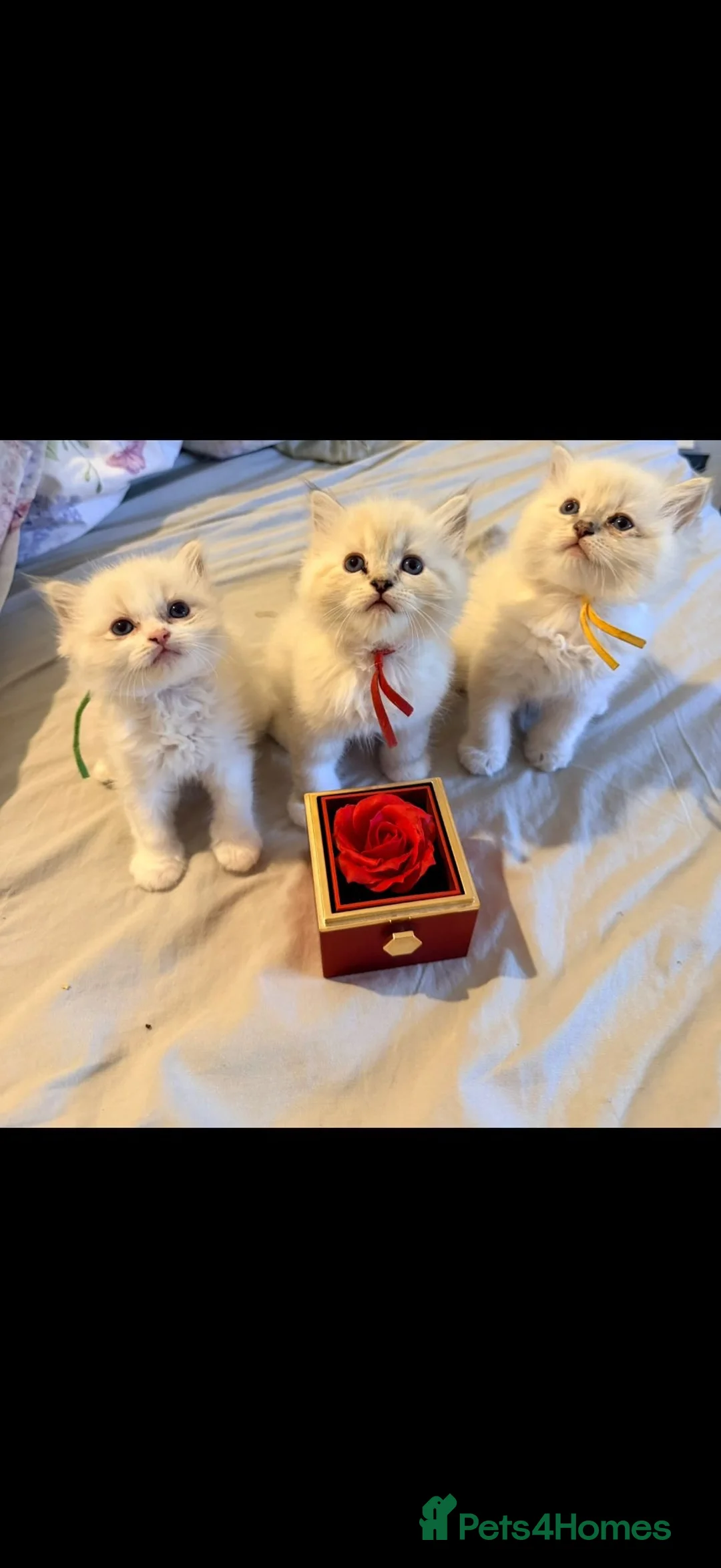 Ragdoll cats for sale: 3 tica reg male ragdolls  - Advert 1