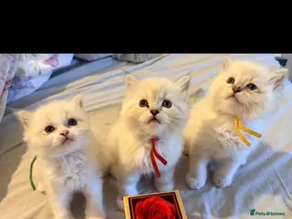 Ragdoll cats 3 tica reg male ragdolls - Advert 1