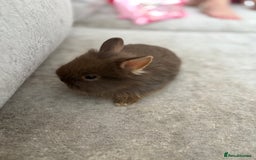 Netherland Dwarf rabbits for sale: Netherlands dwarf/lion head dwarf babies - Image 6