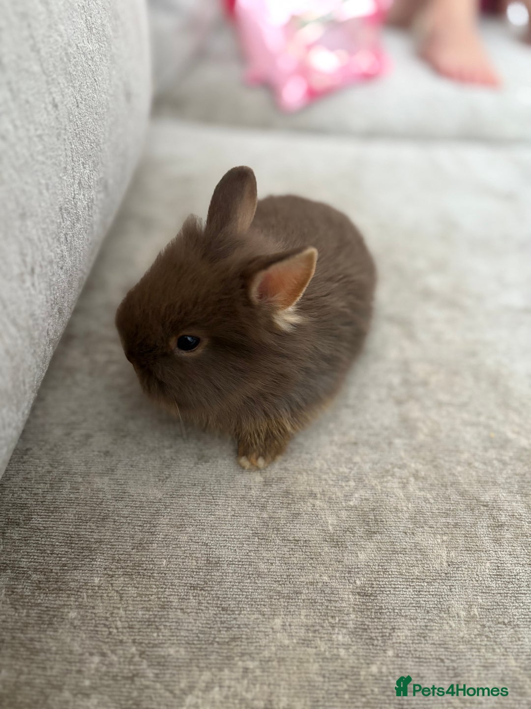 Netherland Dwarf rabbits for sale: Netherlands dwarf/lion head dwarf babies - Image 6