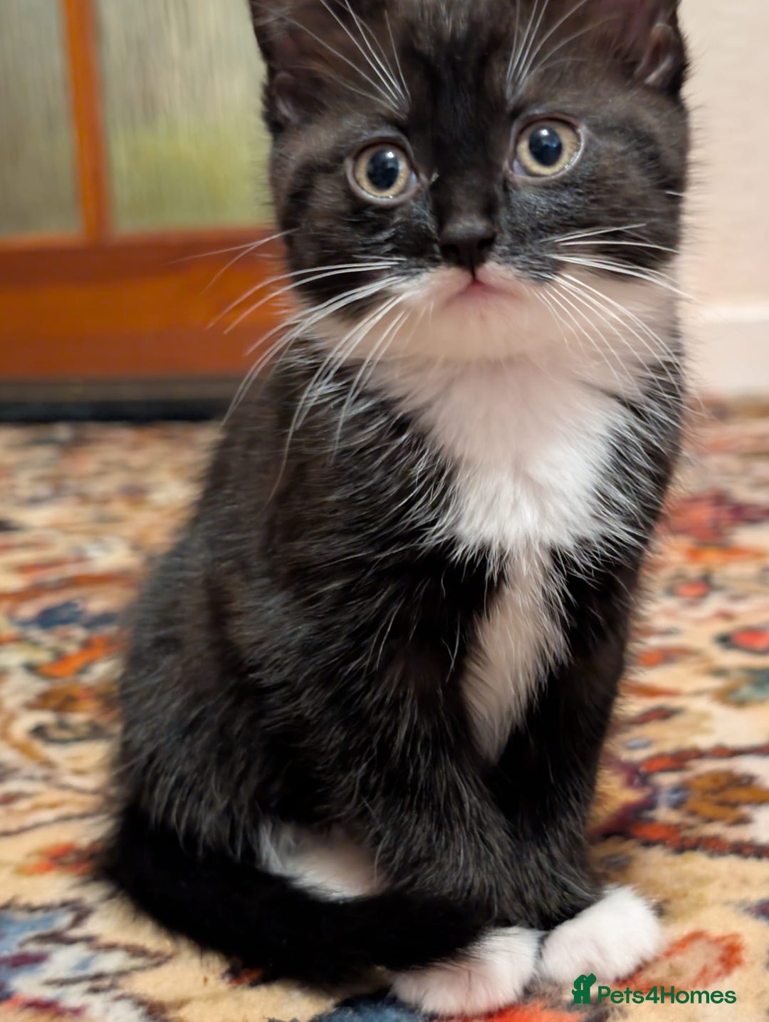 Mixed Breed cats for sale: Beautiful little girl  - Advert 1