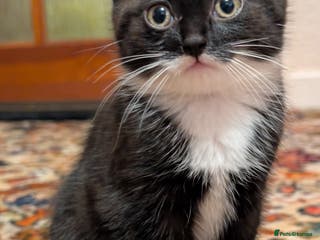 Mixed Breed cats Beautiful little girl - Advert 1