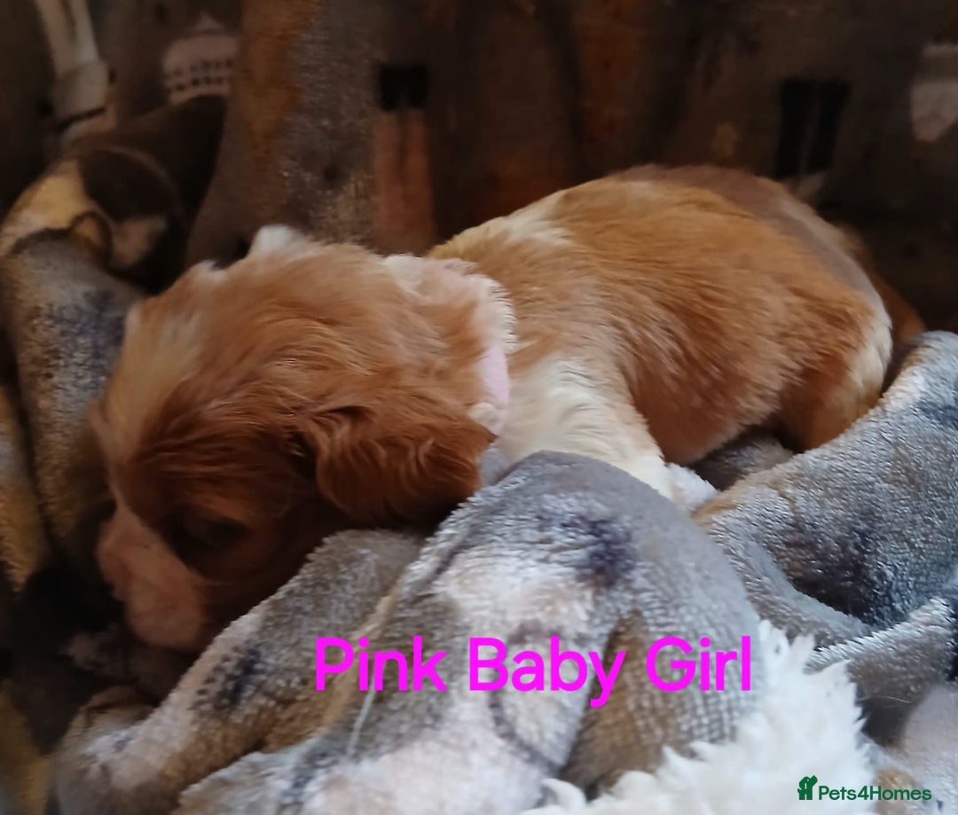 Cavalier King Charles Spaniel dogs for sale: DNA TESTED CAVALIER KING CHARLES  - Image 17