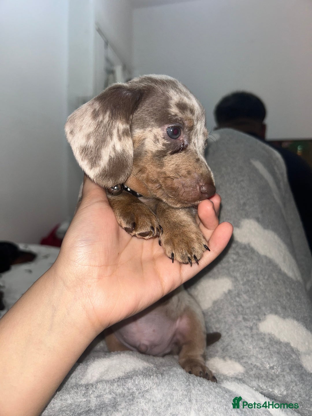 Dachshund dogs for sale: 🐾 Purebred Dachshund Puppies for Sale! 🐾 - Advert 13