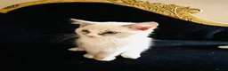 Ragdoll cats for sale: GCCF Ragdolls  - Advert 6