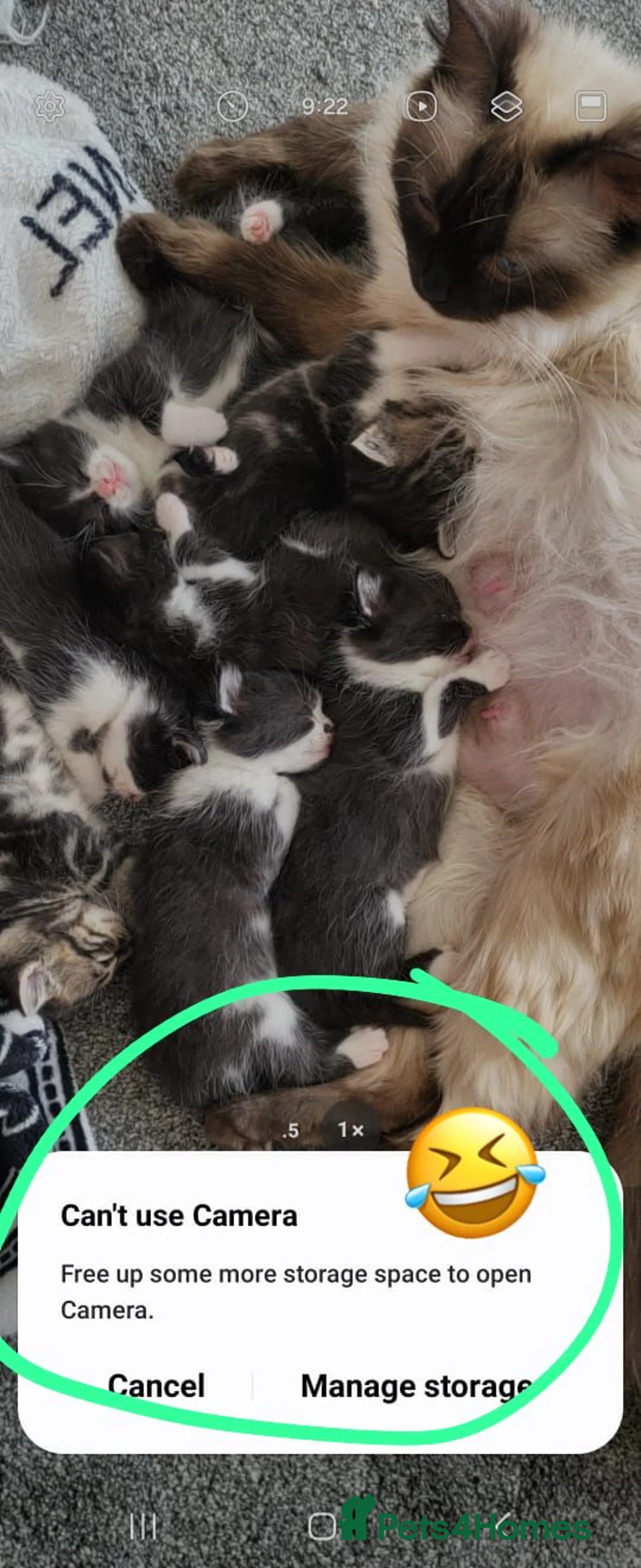 Mixed Breed cats for sale: Beautiful ragdoll mix kittens - Advert 7