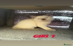 Ragdoll cats for sale: *STUNNING* litter of ragdolls  - Image 4
