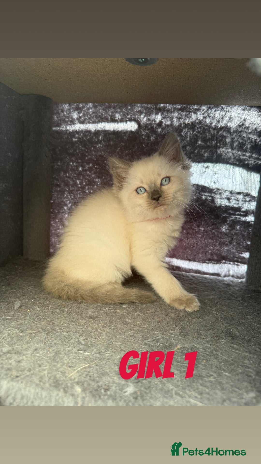 Ragdoll cats for sale: *STUNNING* litter of ragdolls  - Image 4