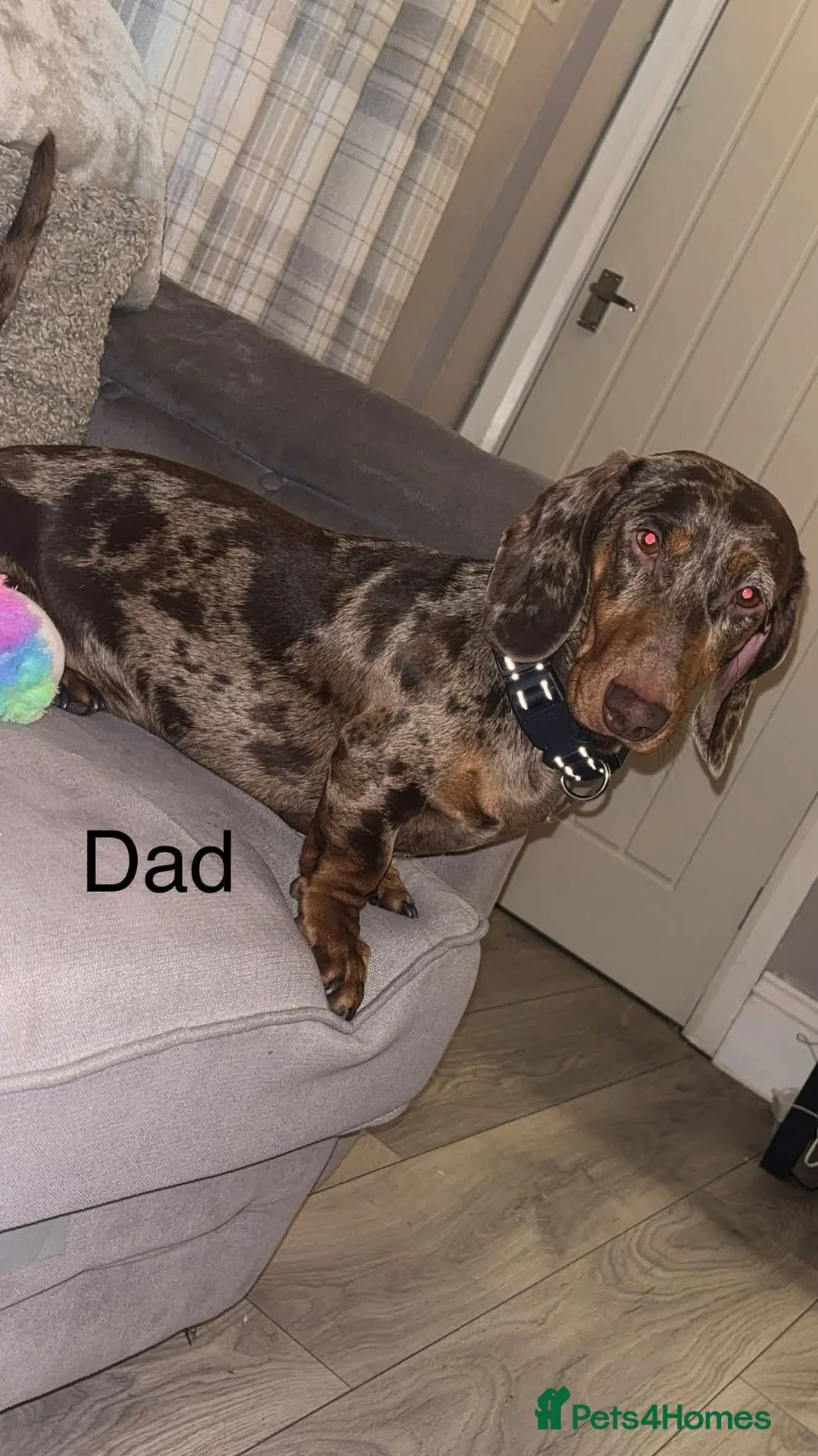 Dachshund dogs for sale: 2 male pups left  - Advert 5