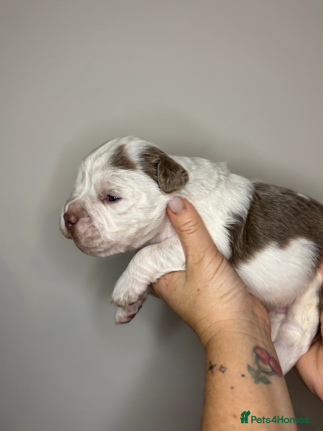 Olde English Bulldogge dogs for sale: The BEST visual fluffy oebs available ⭐️  - Image 8