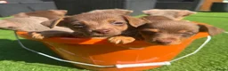 Jack Russell dogs for sale: Miniature Jack Russell puppy’s for sale  - Advert 8