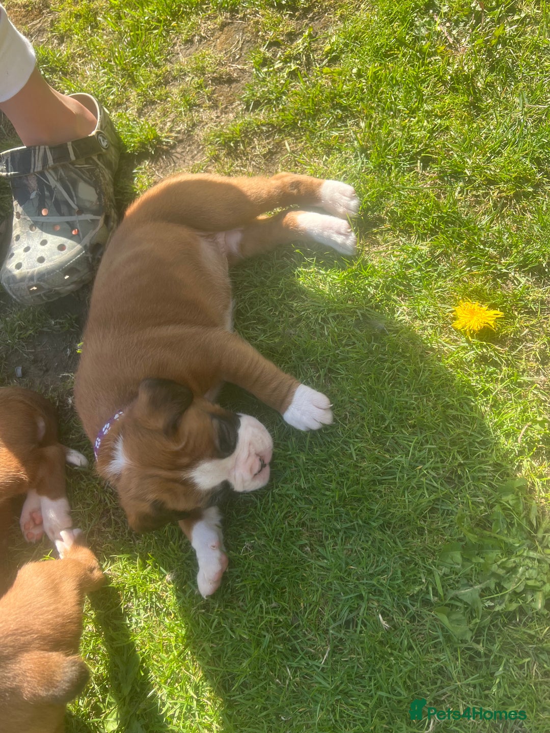Boxer dogs for sale: Stunning Kc Boxer Puppies - Image 25