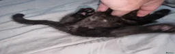 Mixed Breed cats for sale: Lovely mixed breed kittens black and black/white - Advert 6