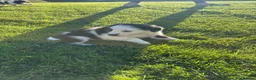 Border Collie dogs for sale: Border Collie puppies for sale 💙💙💙 - Advert 20
