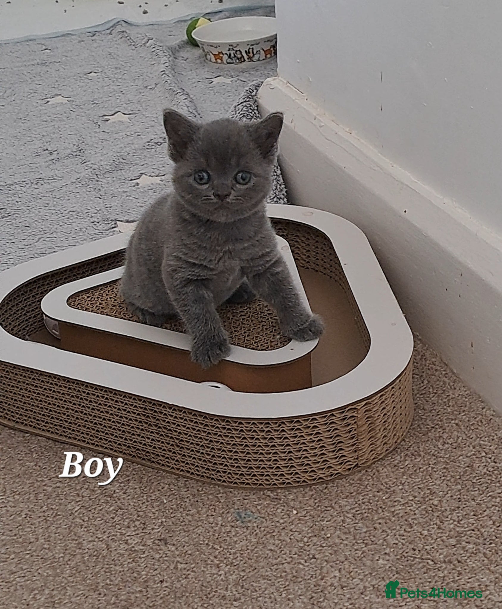 British Shorthair cats for sale: British Shorthair Blue CHAMPION BLOOD LINE - Advert 6