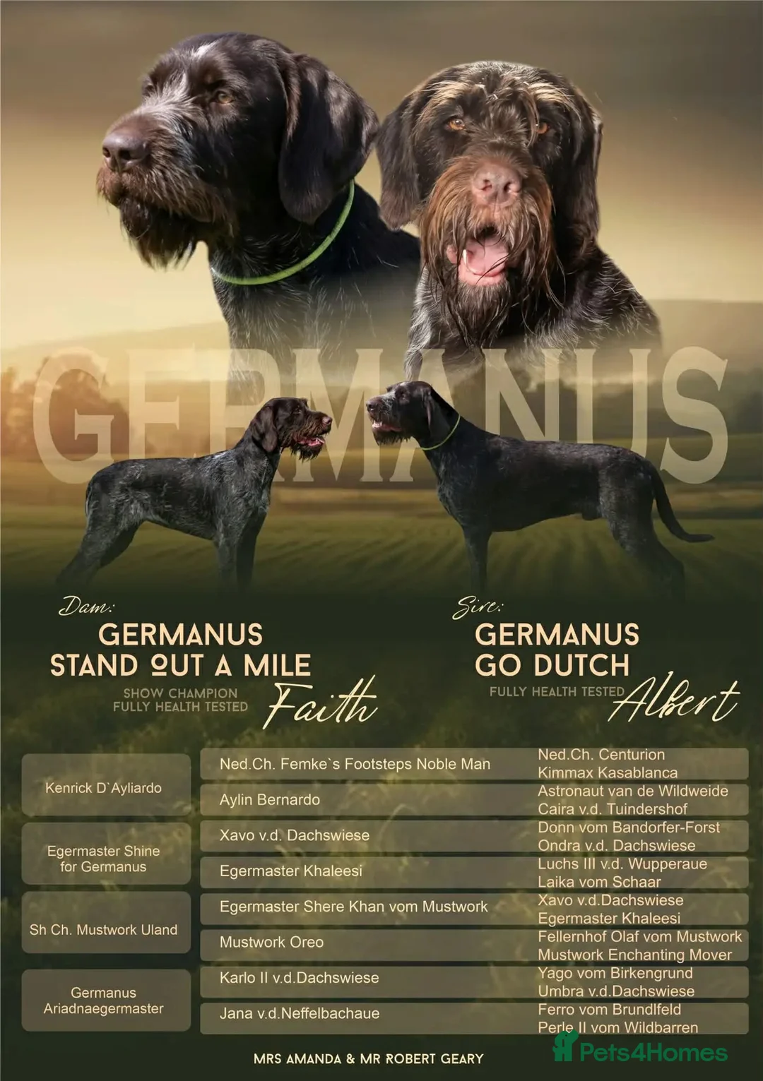 German Wirehaired Pointer dogs for sale: Puppy availability  - Advert 1