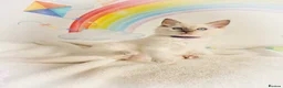 Ragdoll cats for sale: GCCF Registered Ragdoll Kittens - Advert 29