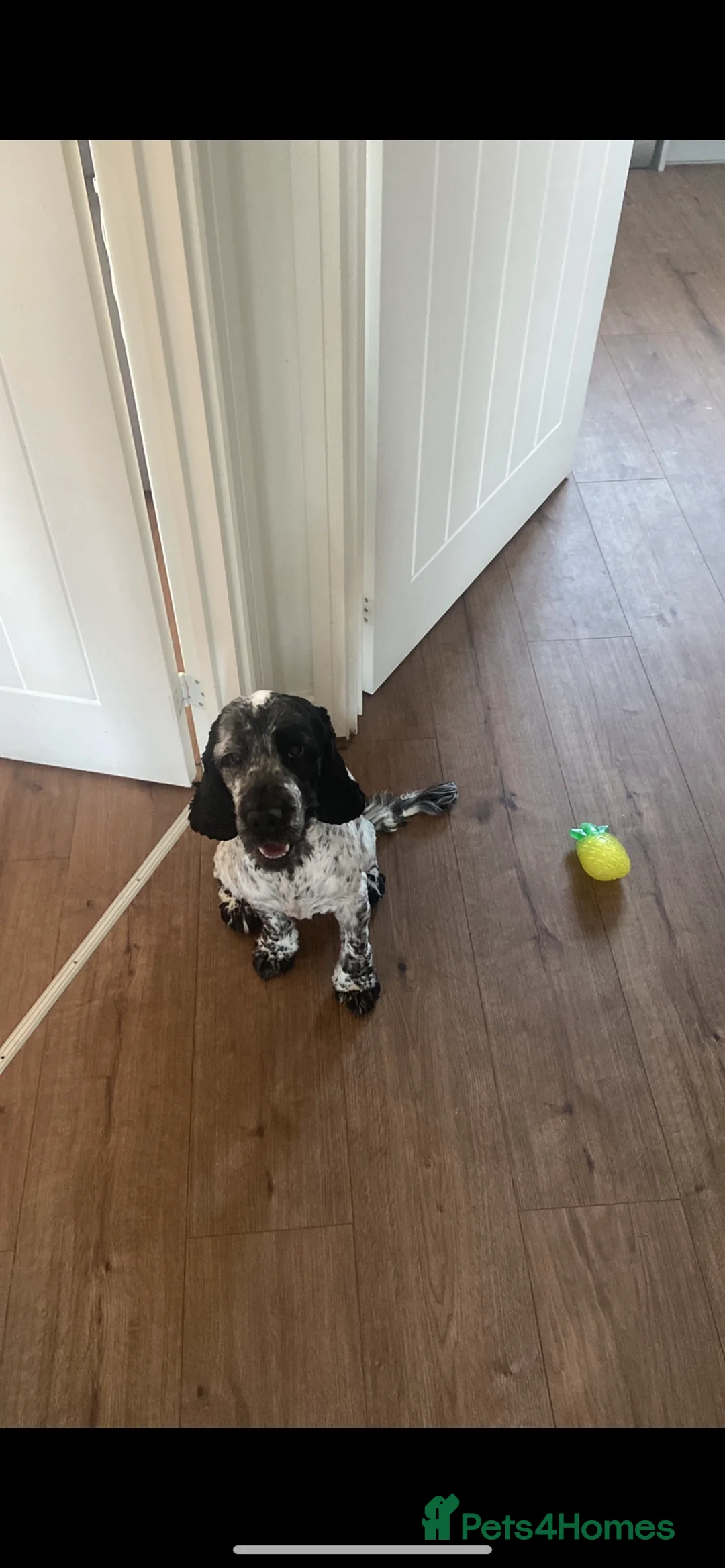 Cocker Spaniel dogs for stud:  KC Blue Roan Cocker spaniel Stud - Advert 2