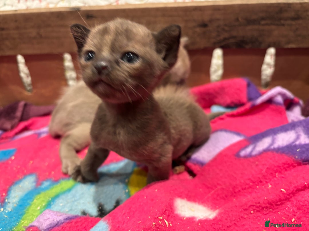 Burmese cats for sale: GCCF registered Burmese Kittens  - Image 4
