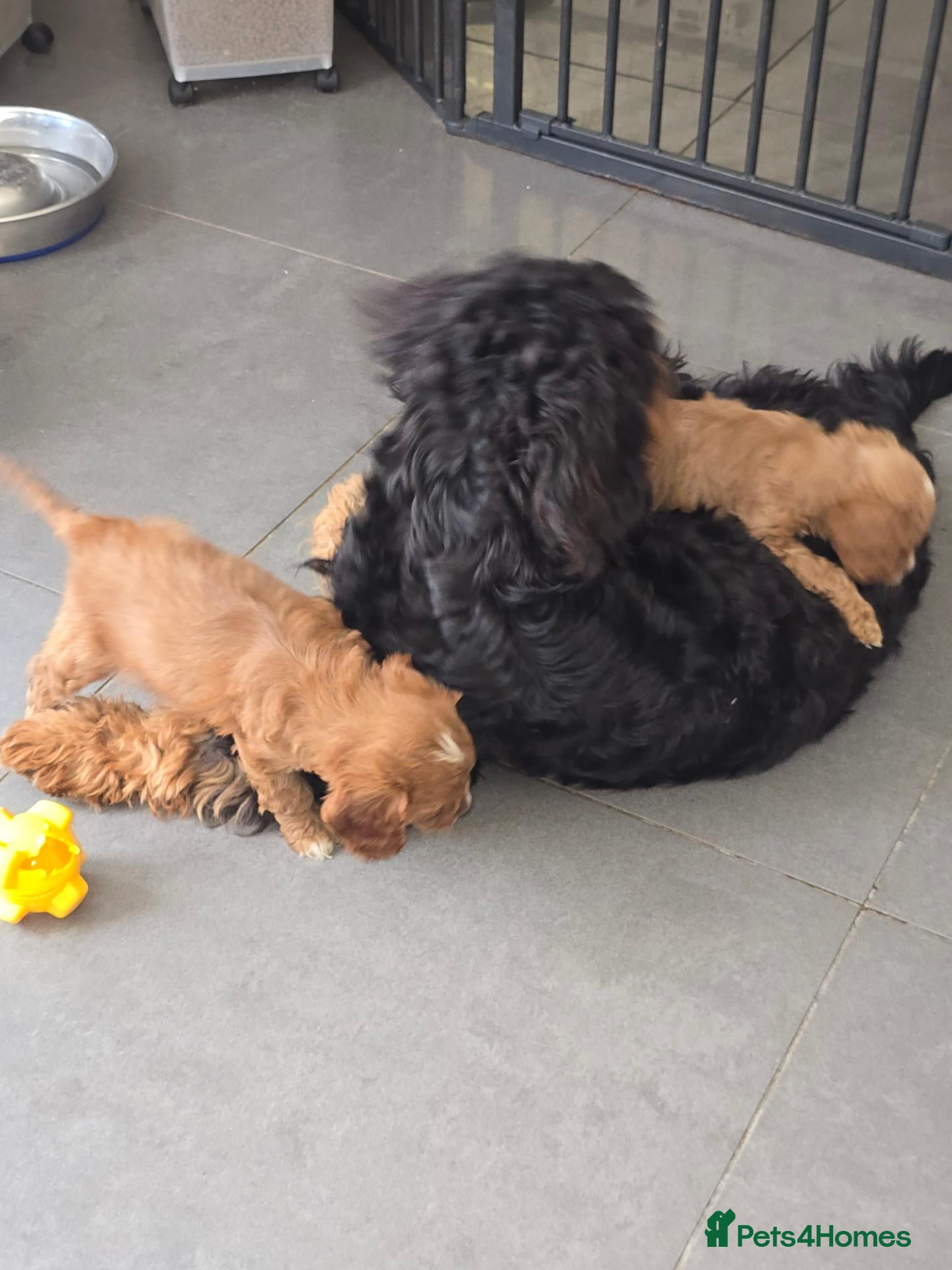 Cavapoo dogs Extensively health tested F1 Cavapoos - Advert 2