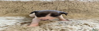 Whippet Puppy 6