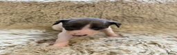 Whippet dogs for sale: KC registered Whippet puppies  - Advert 6
