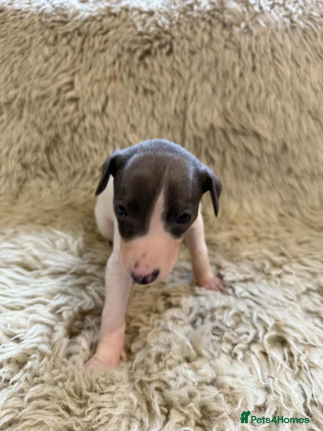 Whippet dogs for sale: KC registered Whippet puppies  - Advert 6