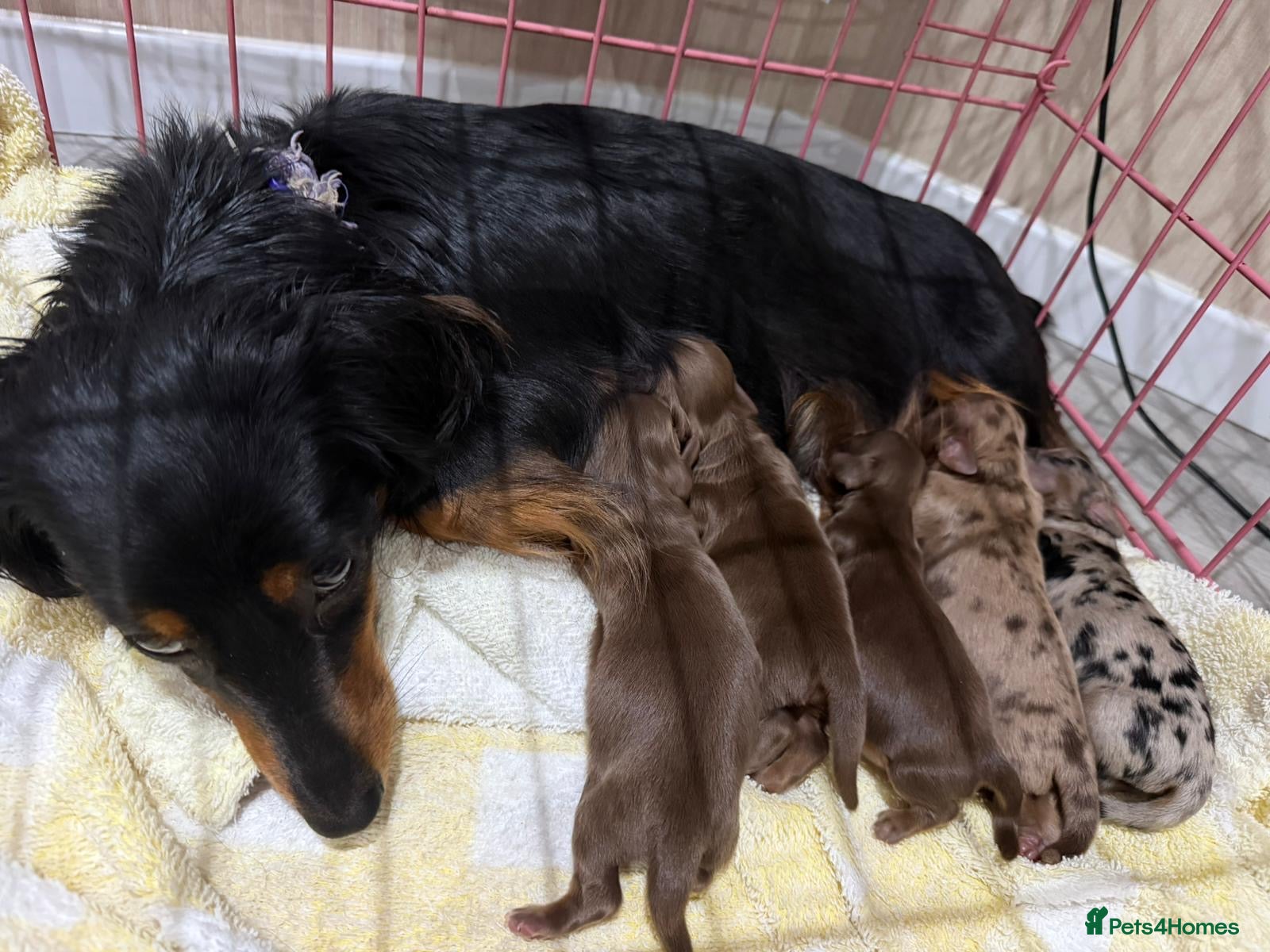 Miniature Dachshund dogs Kc reg Long hair miniature dachshund puppies  - Advert 1