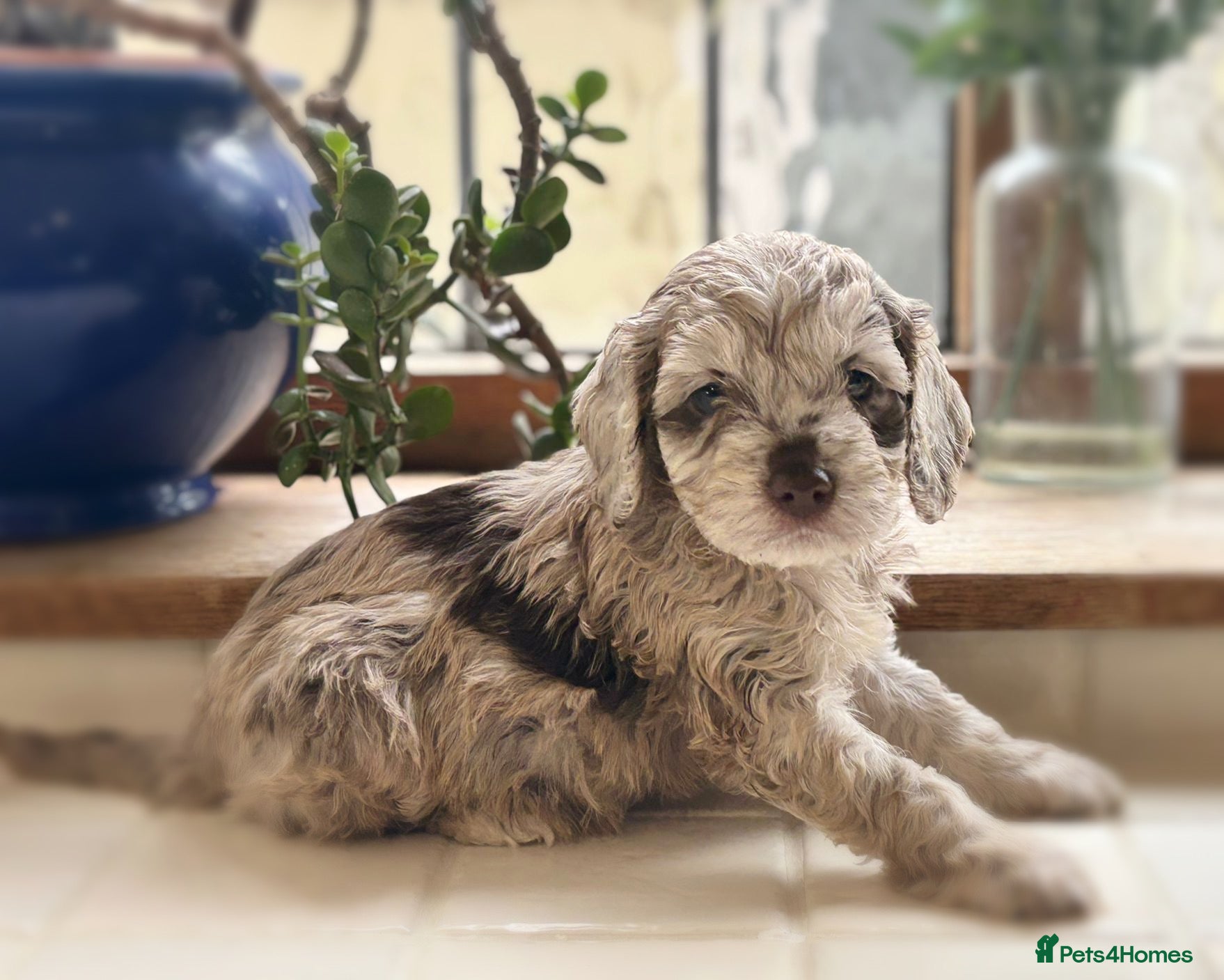 Cockapoo dogs Beautiful Cocker Poo Puppies  - Advert 1