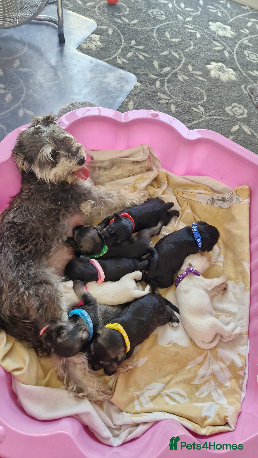 Miniature Schnauzer dogs for sale: Beautiful pure Breed miniature schnauzers - Image 11