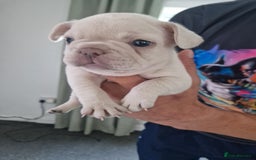 French Bulldog dogs for sale: FROM £1500 French bulldogs 2 FEMALE 3 MALE - Image 4