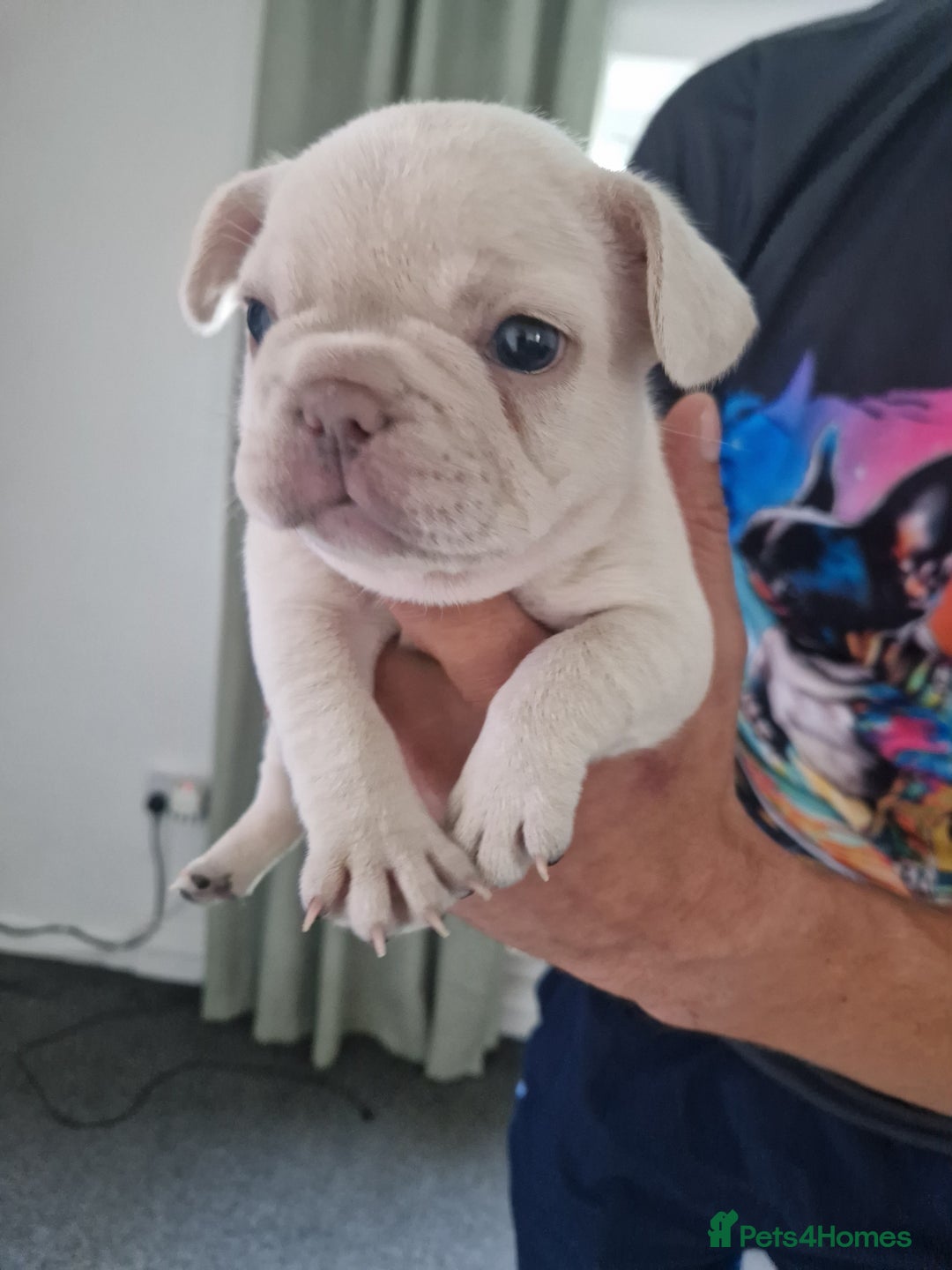 French Bulldog dogs for sale: FROM £1500 French bulldogs 2 FEMALE 3 MALE - Image 4