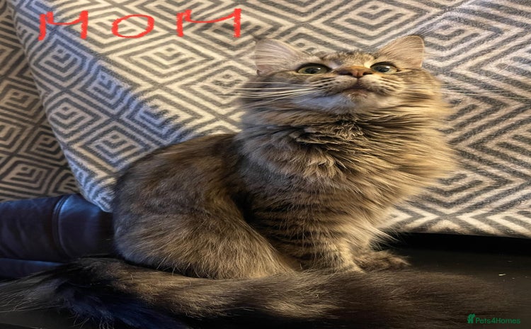 Maine Coon cats - Advert 9