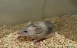Mouse rodents for sale: Satin, long and short haired varieties  - Image 10
