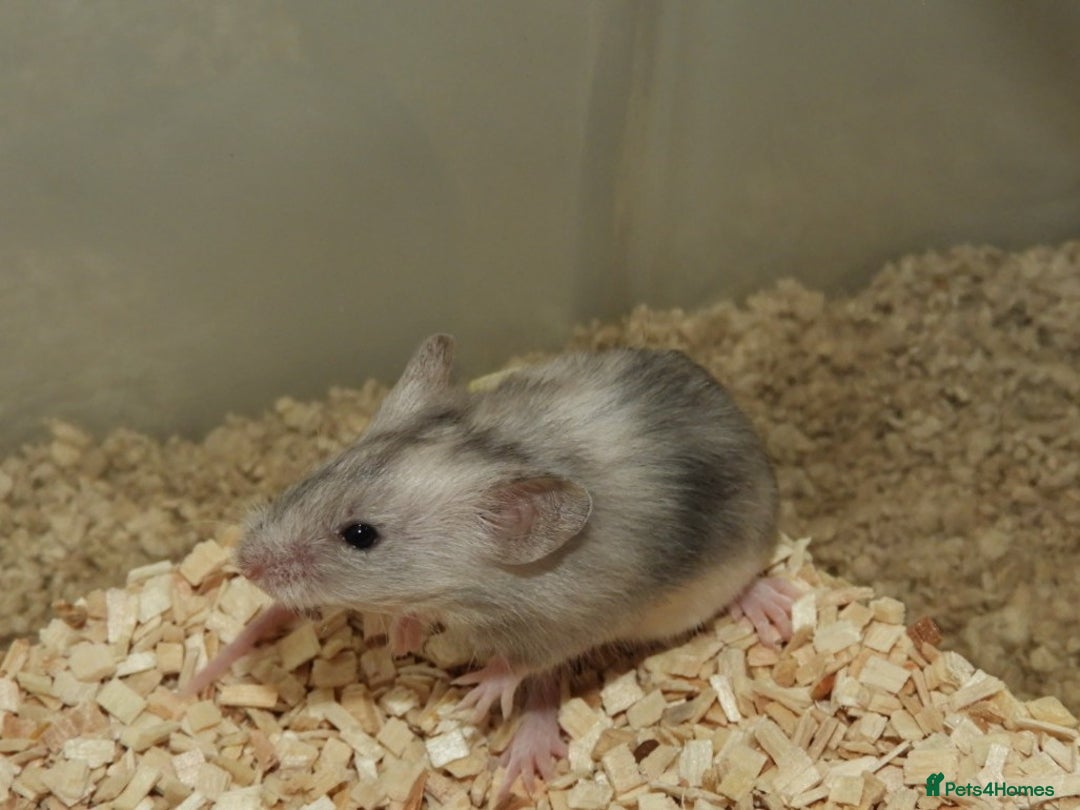 Mouse rodents for sale: Satin, long and short haired varieties  - Image 10