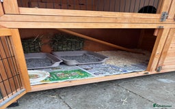 Dutch rabbits for sale: Pair of bonded vaccinated female rabbits - Image 13