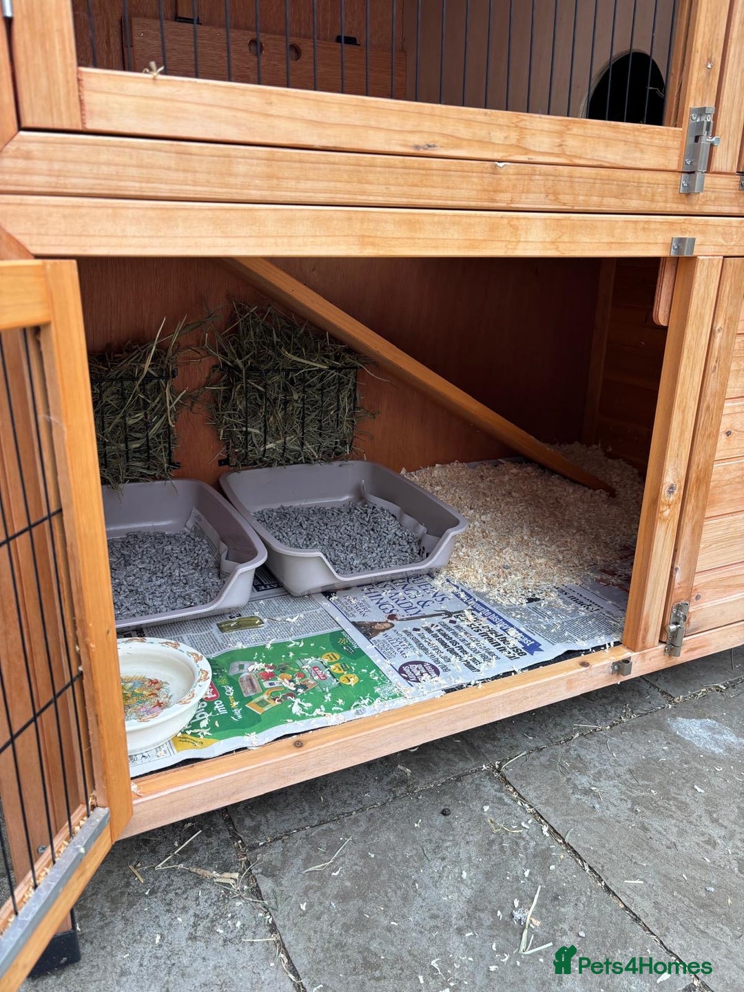 Dutch rabbits for sale: Pair of bonded vaccinated female rabbits - Image 13