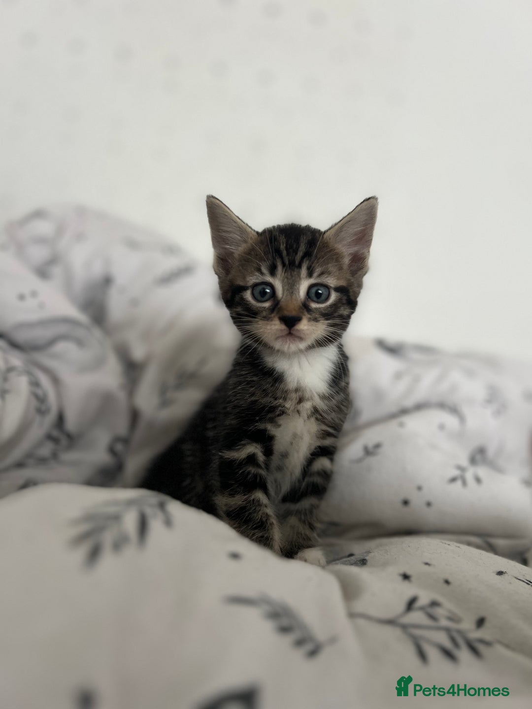 Domestic Shorthair cats for sale: 6 beautiful kittens for sale  - Image 5