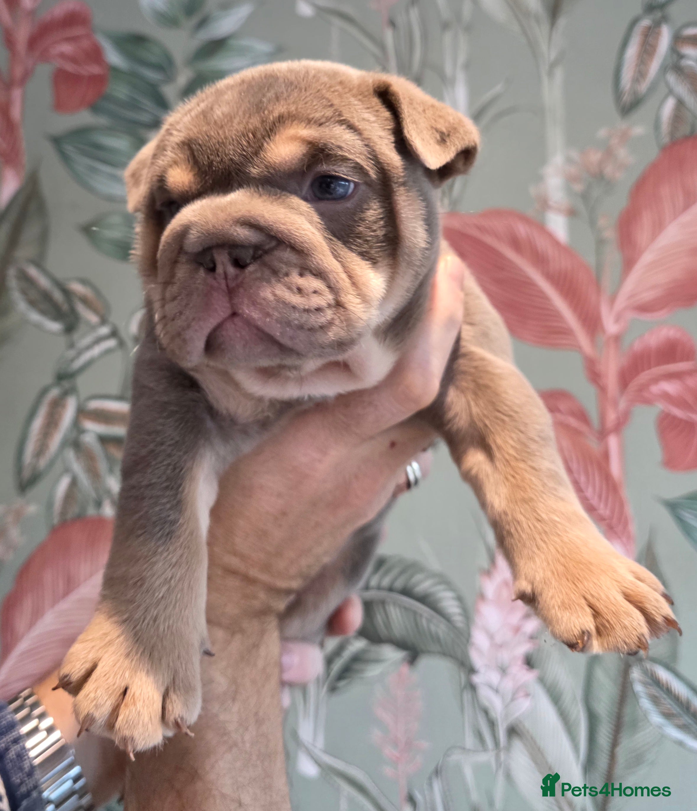 English Bulldog dogs Lilac/tan/ white English Bulldogs. 5 males. - Advert 1