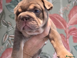 English Bulldog dogs Lilac/tan/ white English Bulldogs. 5 males. - Advert 1