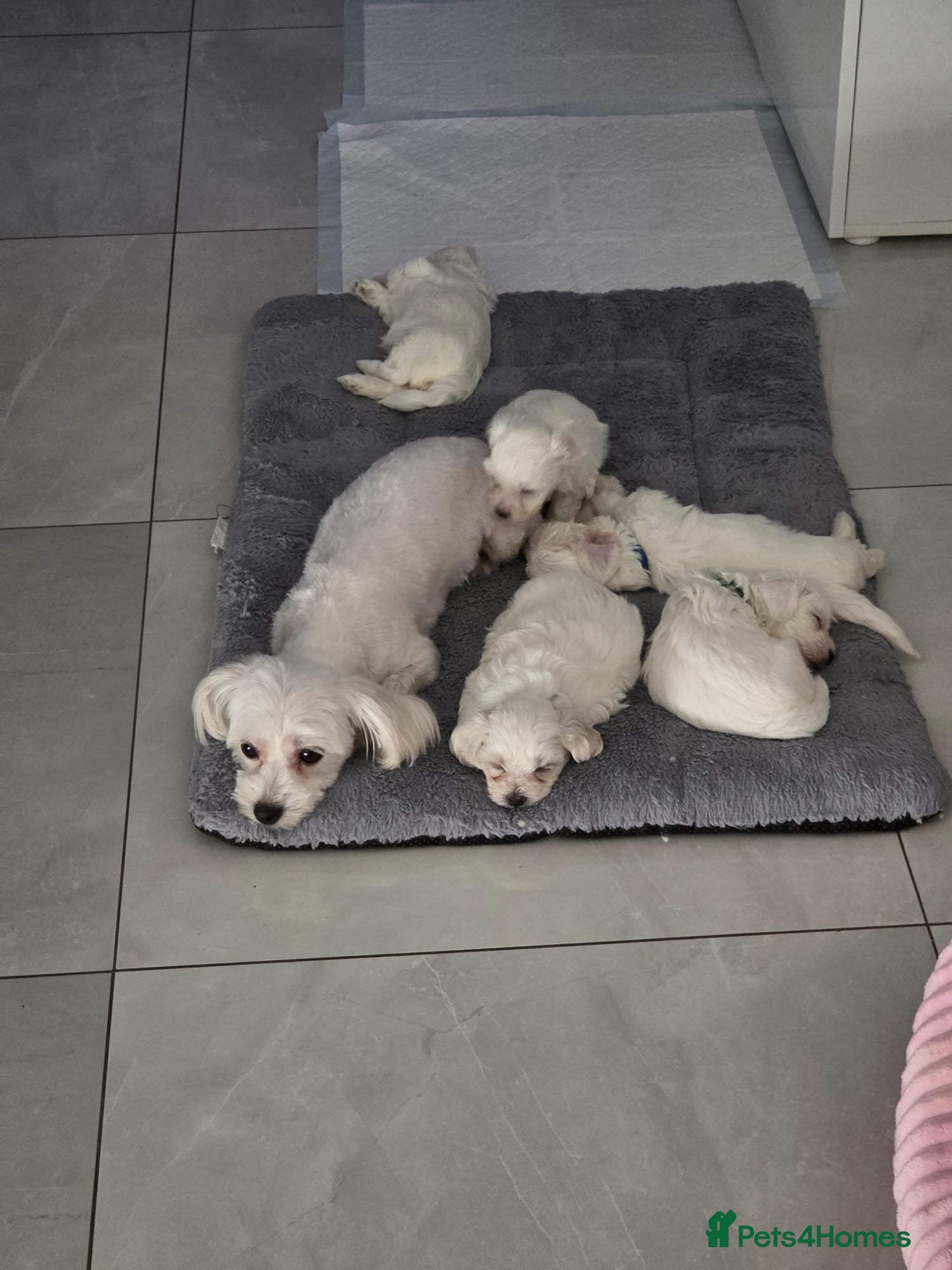 Maltese dogs 3 Boys 1 Girl - Advert 1