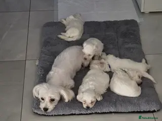 Maltese dogs 3 Boys 1 Girl - Advert 1