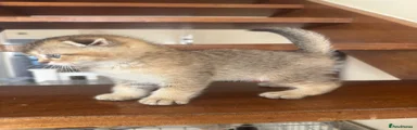 British Shorthair 1