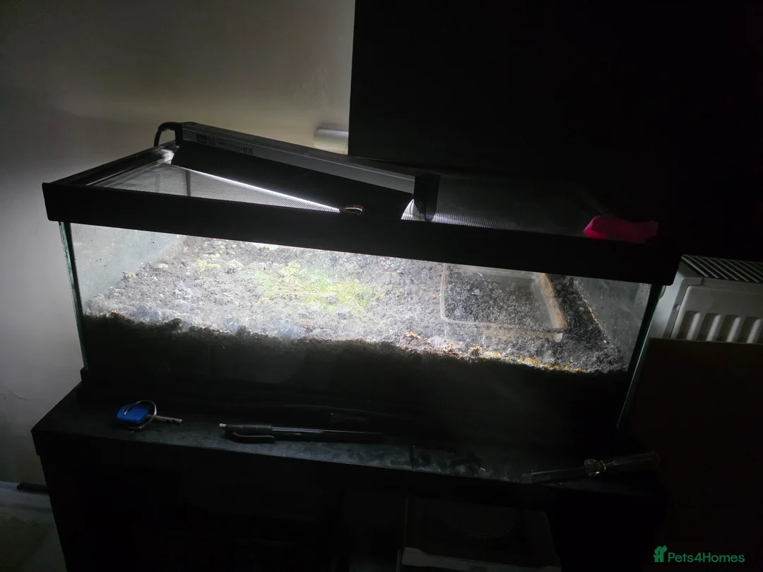 Frog reptiles for sale: Frogs and toads for sale in set ups in Andover - Advert 9