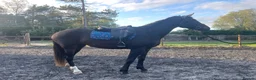 Irish Sports horses for sale: 🌸 Mulberry 17hh,3YO Irish Sport Horse Mare 🌸 in Chester - Advert 3