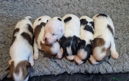 Jack Russell dogs for sale: kC Reg Jack Russell Pups, DNA Health Tested - Image 38